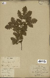 spécimen de Quercus pubescens