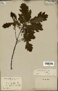 spécimen de Quercus pubescens