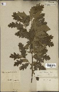 spécimen de Quercus pubescens