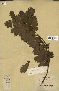 spécimen de Quercus pubescens