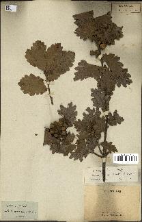 spécimen de Quercus pubescens