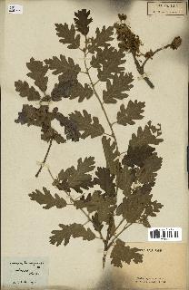 spécimen de Quercus pubescens