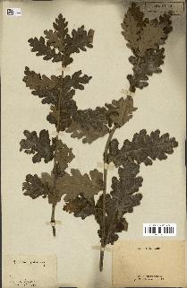 spécimen de Quercus pubescens