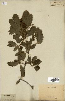 spécimen de Quercus pubescens