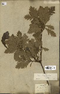 spécimen de Quercus pubescens