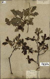 spécimen de Quercus pubescens