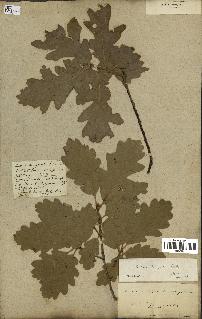 spécimen de Quercus pubescens