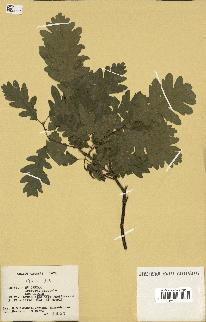 spécimen de Quercus pubescens