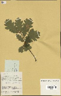 spécimen de Quercus pubescens