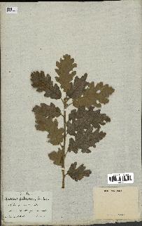 spécimen de Quercus pubescens