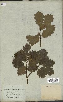 spécimen de Quercus pubescens