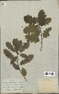 spécimen de Quercus pubescens