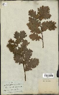 spécimen de Quercus pubescens