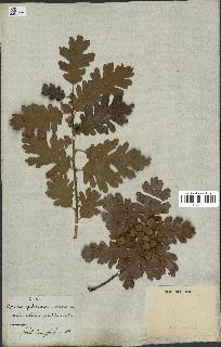 spécimen de Quercus pubescens