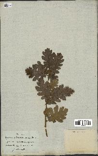 spécimen de Quercus pubescens