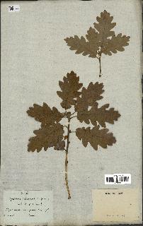 spécimen de Quercus pubescens