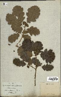 spécimen de Quercus pubescens