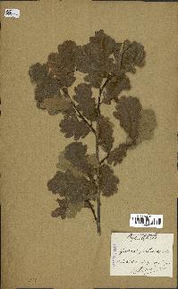 spécimen de Quercus pubescens