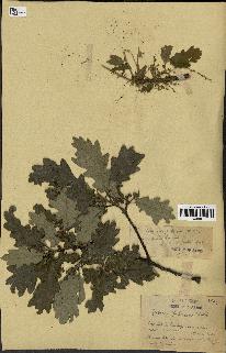 spécimen de Quercus pubescens