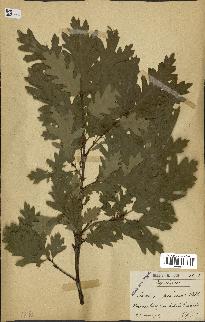 spécimen de Quercus pubescens