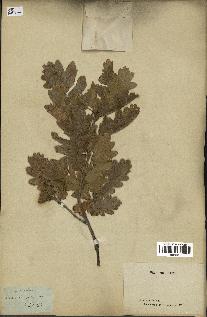 spécimen de Quercus pubescens