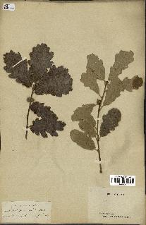 spécimen de Quercus pubescens