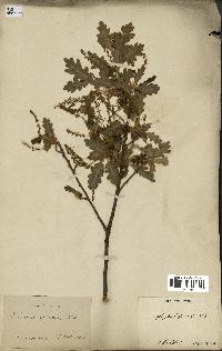 spécimen de Quercus pubescens