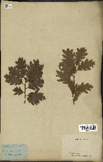 spécimen de Quercus pubescens