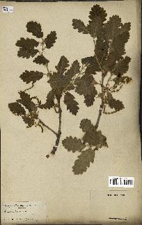 spécimen de Quercus pubescens