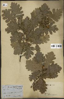 spécimen de Quercus pubescens