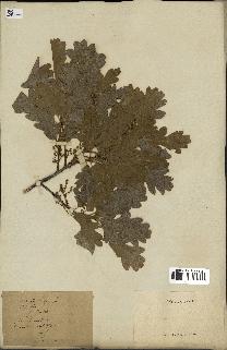 spécimen de Quercus pubescens