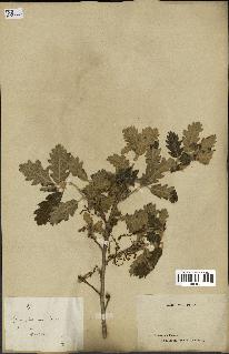 spécimen de Quercus pubescens