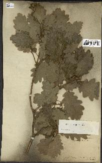 spécimen de Quercus pubescens