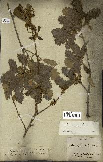 spécimen de Quercus pubescens