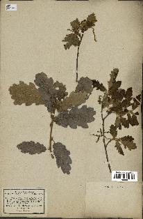 spécimen de Quercus pubescens