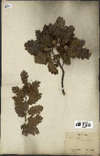 spécimen de Quercus pubescens