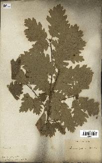 spécimen de Quercus pubescens