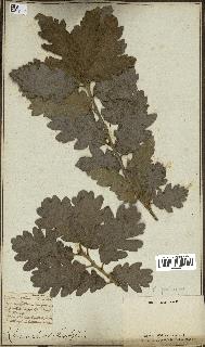 spécimen de Quercus pubescens