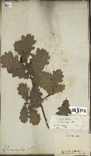 spécimen de Quercus pubescens