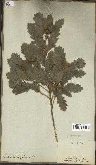 spécimen de Quercus pubescens