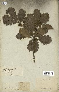 spécimen de Quercus pubescens