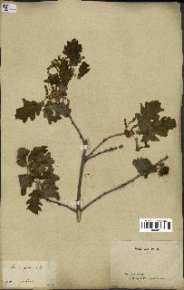 spécimen de Quercus pubescens