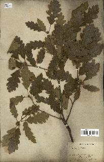 spécimen de Quercus pubescens