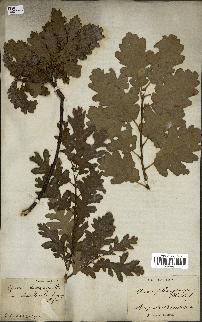 spécimen de Quercus pubescens