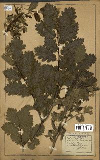 spécimen de Quercus pubescens