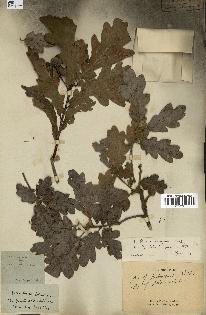 spécimen de Quercus pubescens