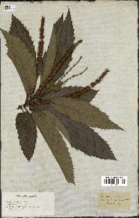 spécimen de Castanea vesca