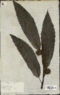 spécimen de Castanea vesca
