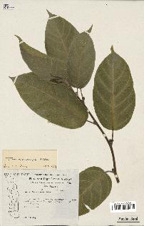 spécimen de Ficus dicranostyla