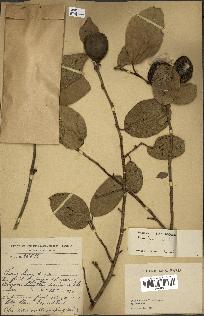 spécimen de Ficus pumila